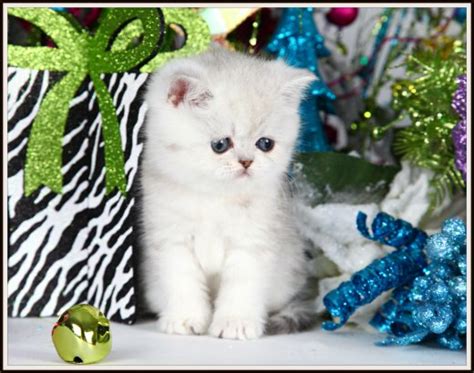The exotic is similar to the persian in many ways, including temperament and conformation. Exotic Shorthair Persian Kittens - The Lazy Man's ...