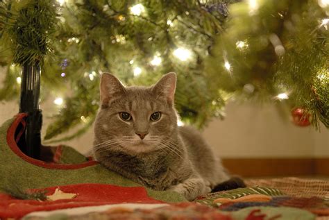 Why Does My Cat Like To Lay Under The Christmas Tree Popsugar Uk Pets