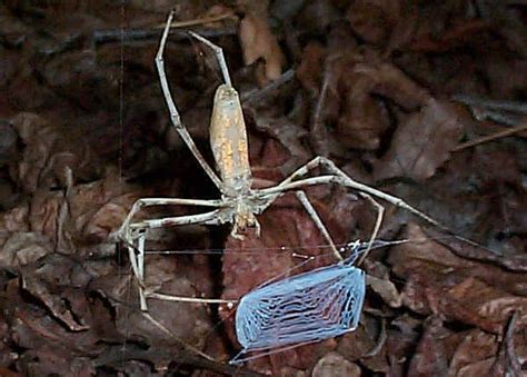 Common Net Casting Spider Deinopis Ravidus