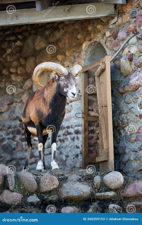 Mouflon Ovis Gmelini Is A Wild Sheep Ancestor Of All Modern Domestic