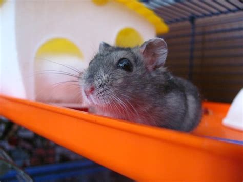 Other items like toys, wheels, and exercise balls can be replaced whenever they wear out. How Much Does a Hamster Cost In 2020?