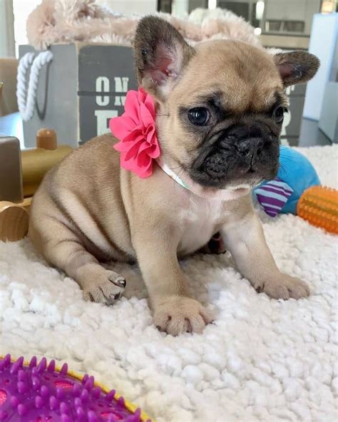 Find french bulldog puppies and breeders in your area and helpful french bulldog information. French Bulldog Puppies For Sale | New York, NY #328022