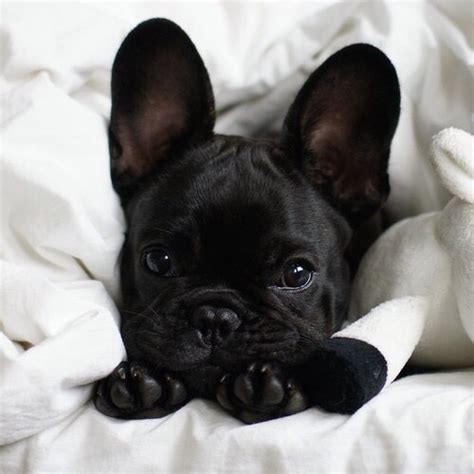 Producing bulldogs with beautiful confirmation and health since 2001. bulldog frances | Tumblr