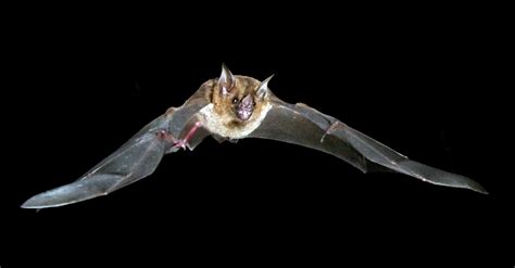 The Night Life Why We Need Bats All The Time