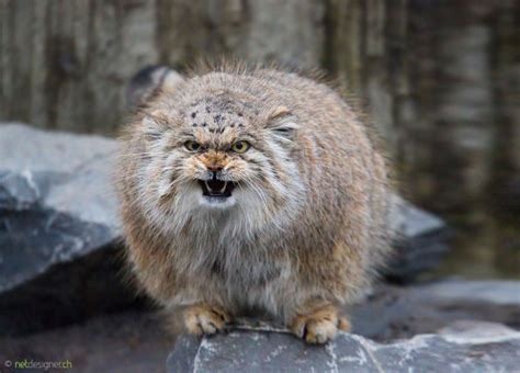 Thumbs Pro Boredpanda The Manul Cat Is The Most Expressive Cat In