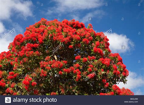 Red Flowering Gum Tree Marrawah North Western Tasmania