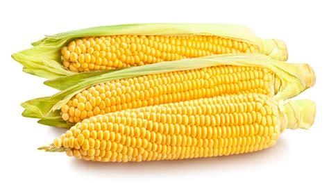 Maize Yellow Corn Saremco International