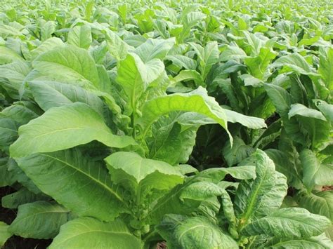 What Does A Tobacco Plant Look Like Northern Nester