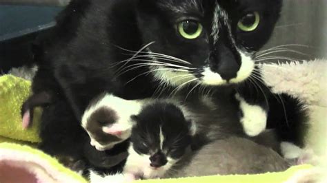 Mama Cat And 2 Day Old Kittens Youtube