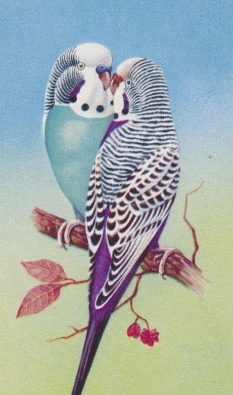 Vintage Budgies Parakeet Art Bird Pictures Animal Art
