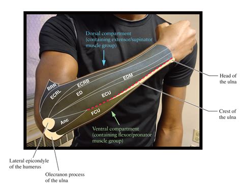 Human Anatomy For The Artist The Dorsal Forearm Part 1 Compartment