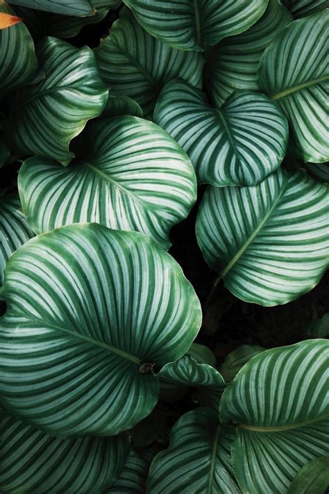 Green Plant Wallpapers Wallpaper Cave