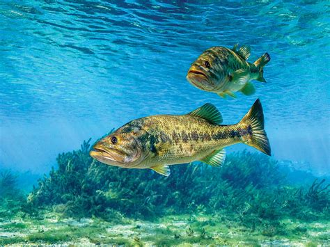 The Science On Why Bass Are Getting Harder To Catch Outdoor Life
