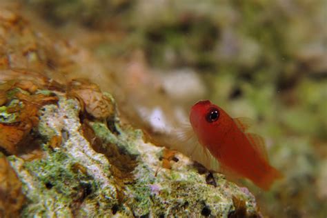 8 Smallest Fish In The World American Oceans