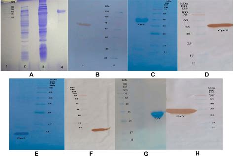 A Expressed And Purified Chimeric Protein In The Sds Page The Gel