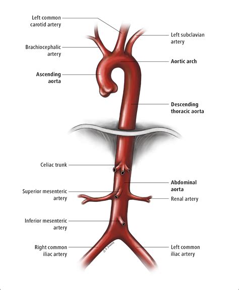Abdominal Anatomy Aorta Abdominal Aorta Inferior Vena Cava And Their