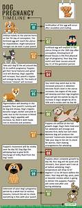 Dog Pregnancy Signs Care And Whelping Preparation Tips Petmoo