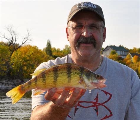 5 tips for catching jumbo perch throughout the open-water season • Page ...