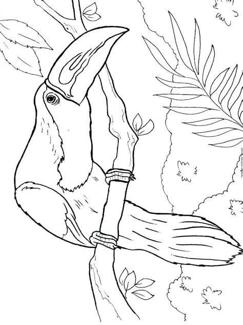 Toucans have a very large beak of bright yellow color, slightly compressed on both sides. Toucan Bird Coloring Pages at GetColorings.com | Free ...