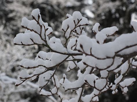 Free Images Tree Nature Branch Blossom Snow Black And White
