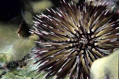 What Do Sea Urchins Eat