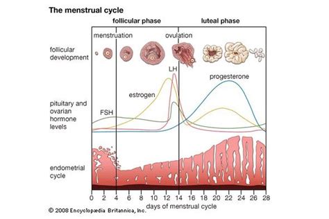 Siklus Menstruasi Yang Terjadi Pada Sistem Reproduksi Wanita Berasal Dari Homecare
