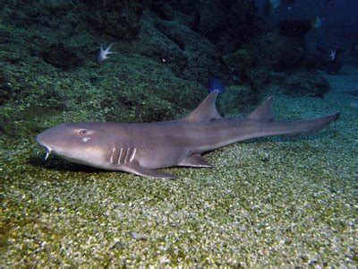 The black banded cat shark grows up to 48 inches. False Catshark - Fishes