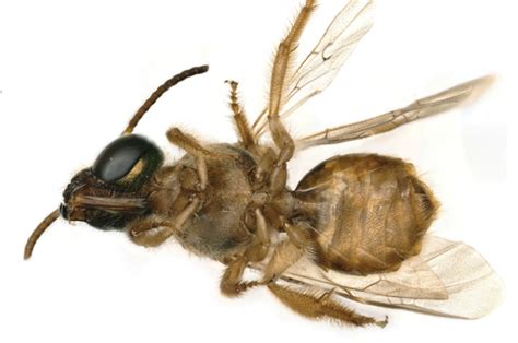 Scientists Find A Half Male Half Female Bee Split Right Down The