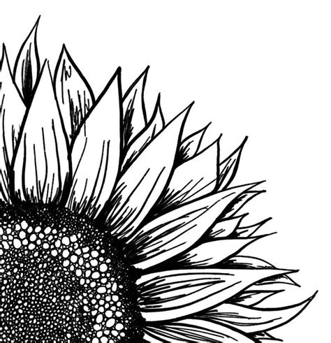 Sunflower Art Print Black White Flower Etsy