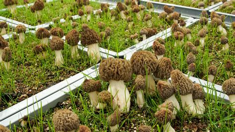 cultivating coveted morel mushrooms year round and indoors the new york times