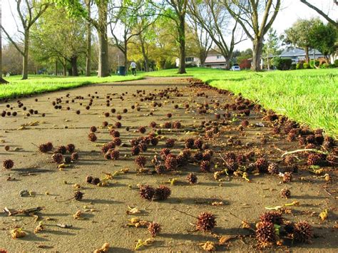 Spring Into Action How To Reduce Sweetgum Tree Balls Before They Start Jackson Tree Service Llc