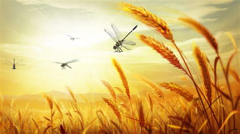 Harvest Desktop Wallpaper 51 Images