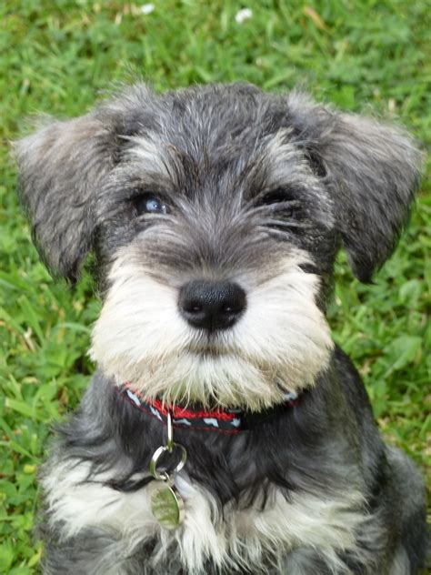 Cute Miniature Schnauzer Dog Photo And Wallpaper Beautiful Cute