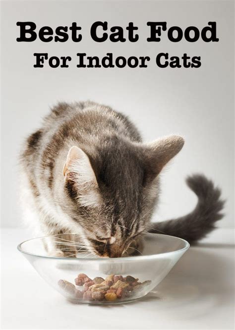 Buy good quality food for your kitten. Best Cat Food For Indoor Cats - Top Tips And Reviews ...
