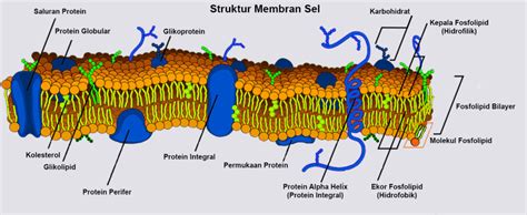 Fungsi membran sel (dinding sel). Membran Sel : Pengertian, Fungsi, Struktur dan Sifatnya ...