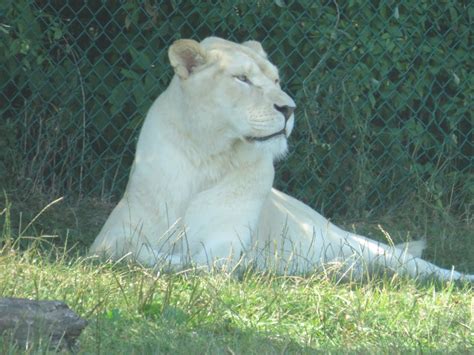 Female White Lion Zoochat