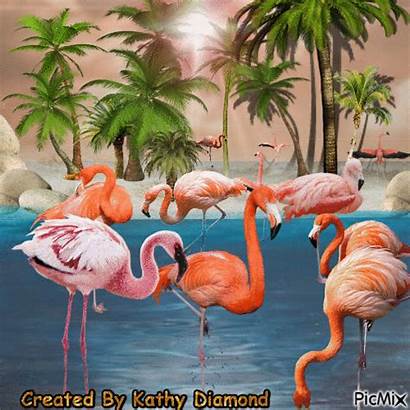 Flamingo Joy Picmix Moving Animated Gifs Bird