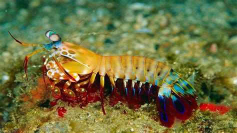 The Peacock Mantis Shrimp Packs A Punch Mantis Shrimp Marine
