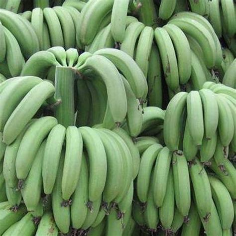 Dwarf banana (musa cavendishii ^3, musa sapientum ^3); G9 Cavendish Banana Exporter,G9 Cavendish Banana Supplier ...