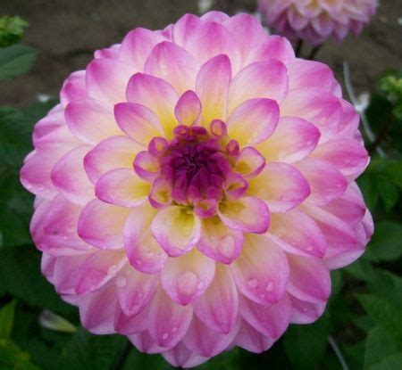 Maybe you would like to learn more about one of these? El Paso - Dahlia 100 cm | Dahlien, Blumen pflanzen ...