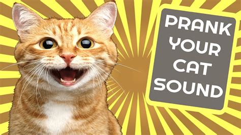 Prank Your Cat Sound Youtube