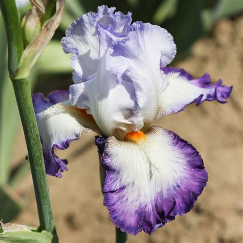 Purple And White Reblooming Bearded Iris Gypsy Lord For Sale Easy To