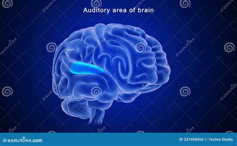 Auditory Area Of Human Brain Stock Illustration Illustration Of