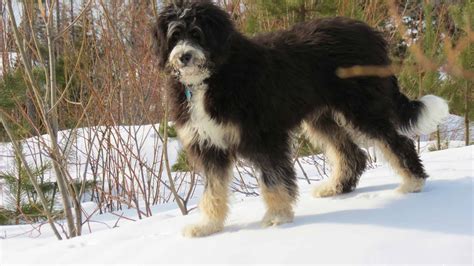 Big, powerful, and built for hard work, the bernese mountain dog is also strikingly beautiful and blessed with a sweet, affectionate nature. Bernedoodle, Bernese Mountain Dog and Poodle Mix ...