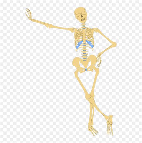 Bones Clipart Friendly Skeleton Skeletal System Skeleton Clipart