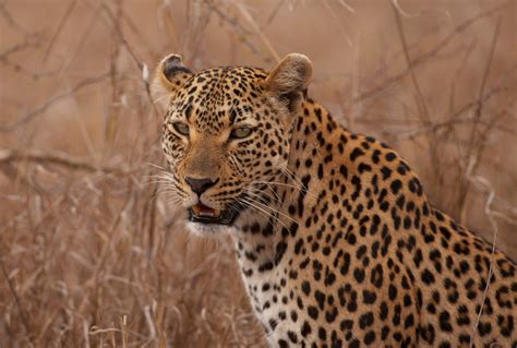 Facts About Leopards Swain Destinations