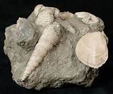 Photos of Gastropod Fossils
