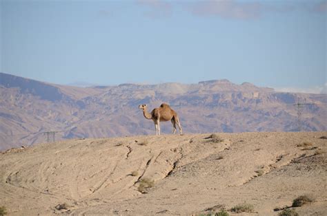 0502 20101018tunisia Desert 4x4 Excursion Crossing Ne Cor Flickr