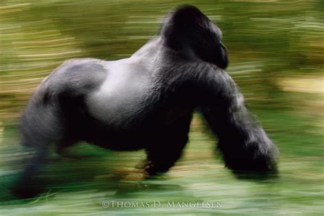 The Silverback — Mountain Gorilla By Thomas D Mangelsen