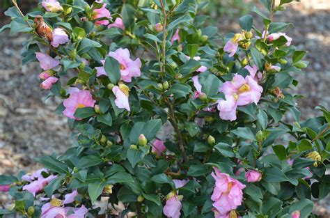 She owns a small bar, also called 'dongbaek' which means camellia in english. Three New Hardy Fall Blooming Camellias | What Grows There ...